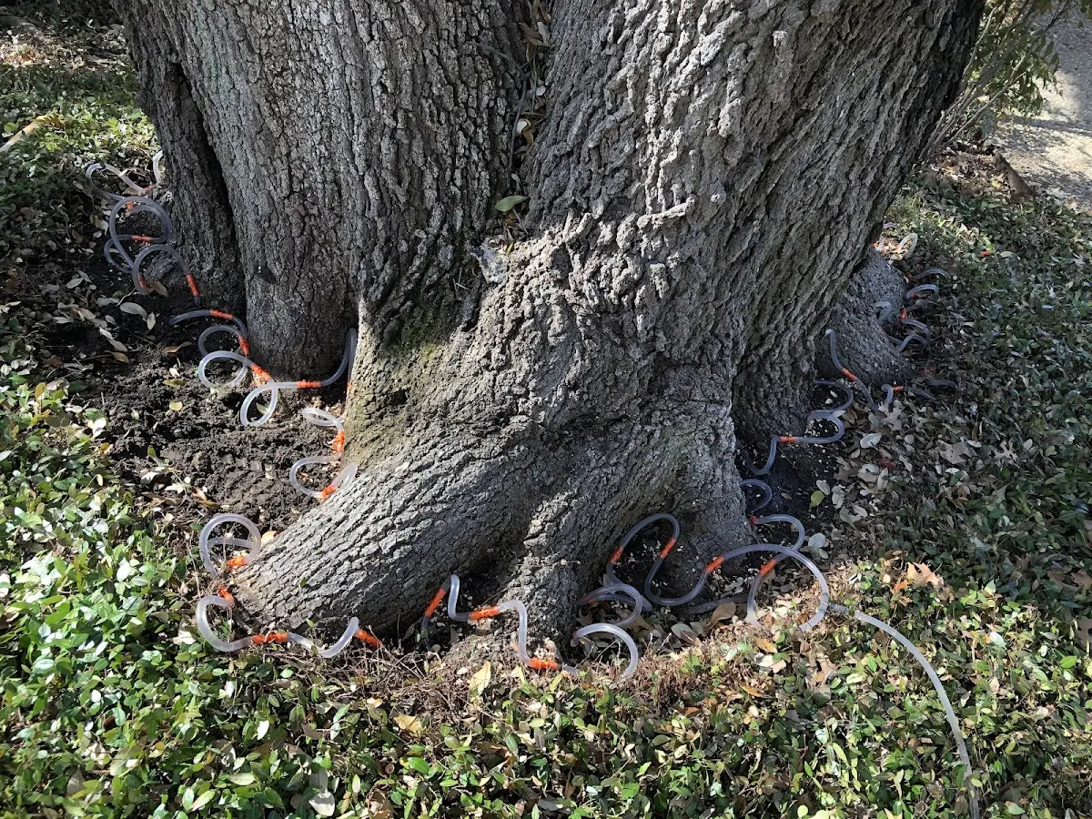 Detailed Tree Cabling and Bracing job site in Mattawana